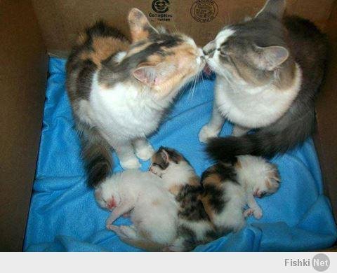 cats