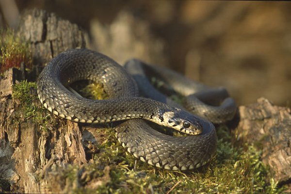 Snakes
