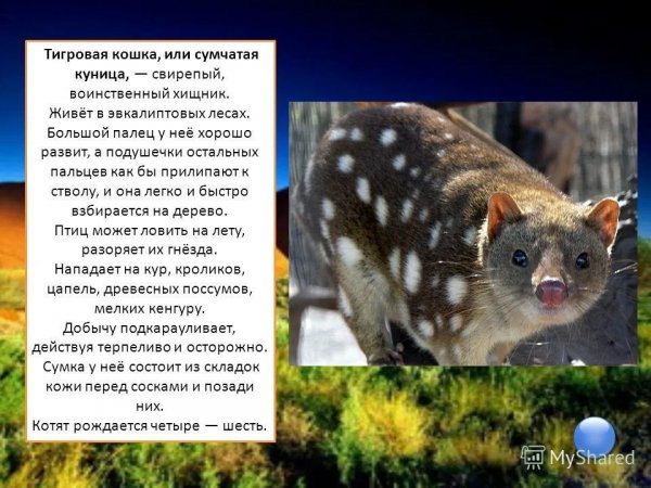 Тигровая кошка