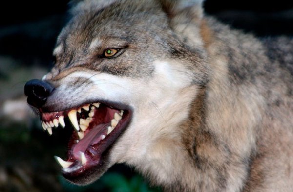 volk