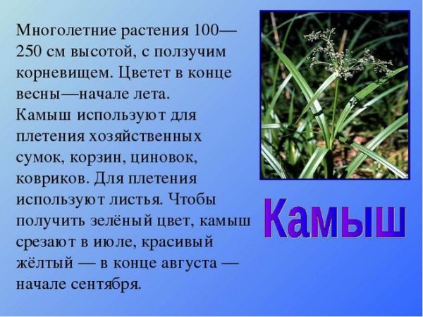 Камыш