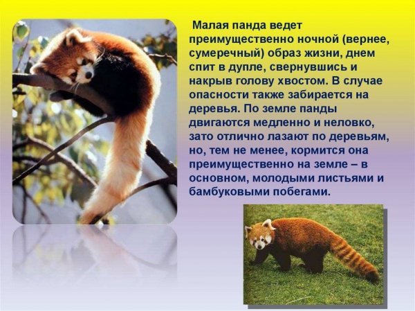 Малая панда