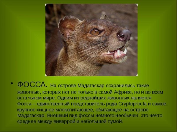 Фосса