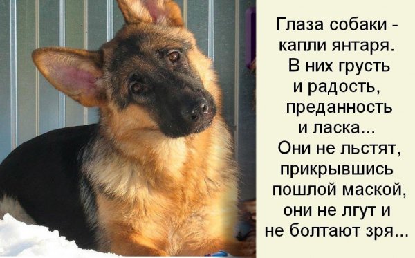 Глаза собаки...