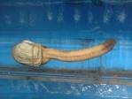 images-122