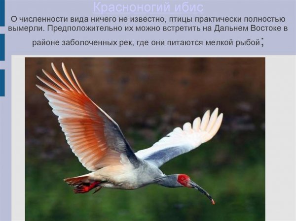Красноногий ибис