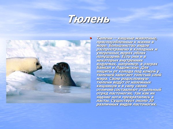 Тюлень