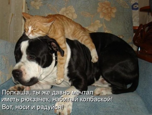 Носи и радуйся!