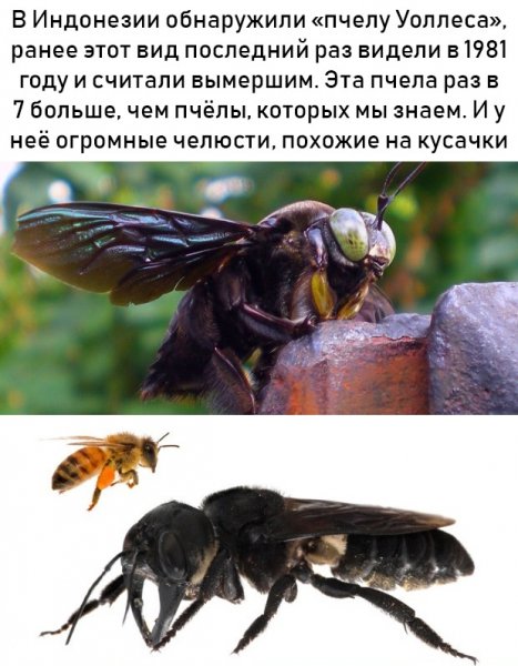 Пчела Уоллеса