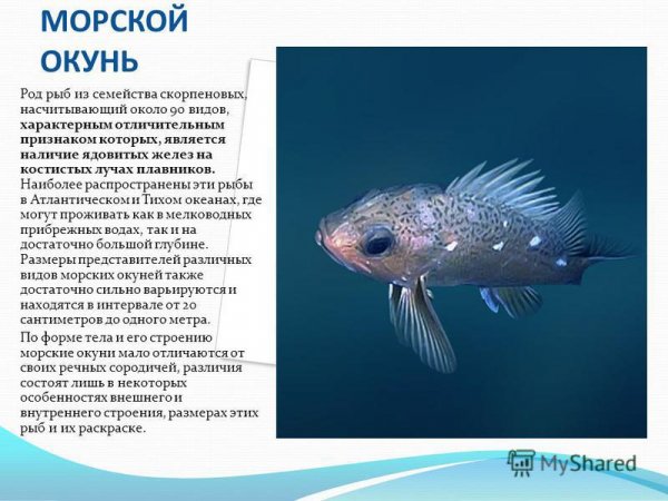 Морской окунь