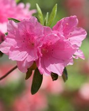Flowers 262