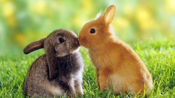 nature-kiss-rabbit-design-137423