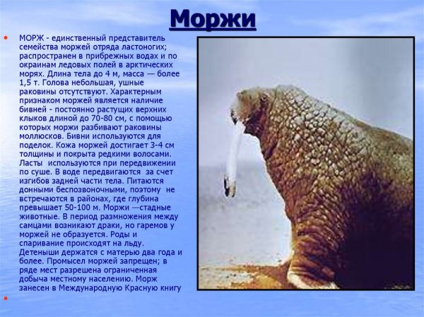 Моржи