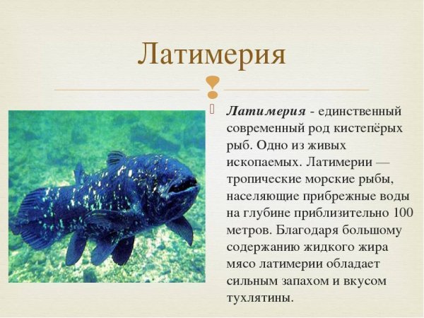 Латимерия