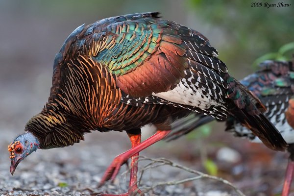 Глазчатая индейка (лат. Meleagris ocellata)