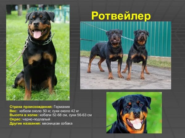 Ротвейлер