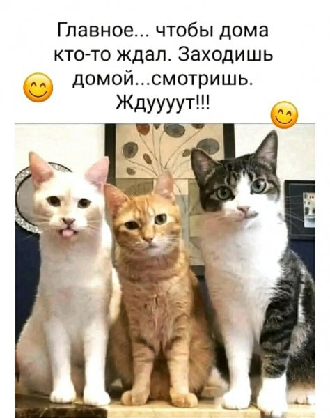 Принес ? )