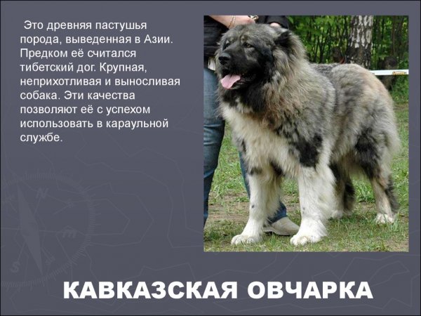 Кавказская овчарка