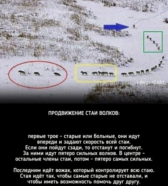 Волчья Стая