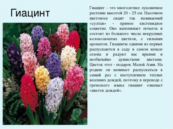 Гиацинт