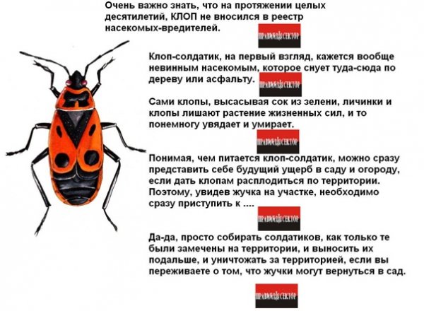 Клоп - солдатик