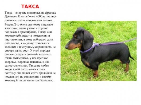 Такса