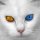 FontRouter Man 1.0.6 rus