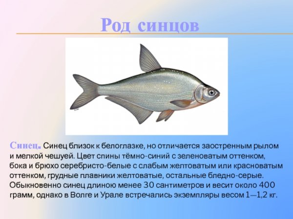 Синец