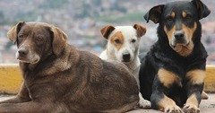 3dogs