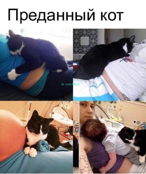 Любящий кот