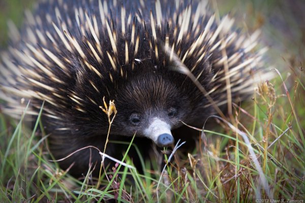 Австралийская ехидна (Tachyglossus aculeatus)