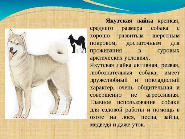 Якутская лайка