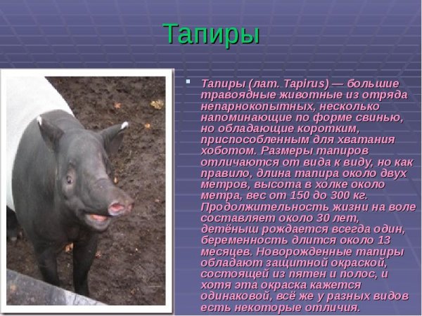 Тапиры