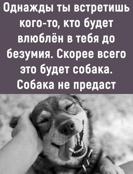 Собака не предаст