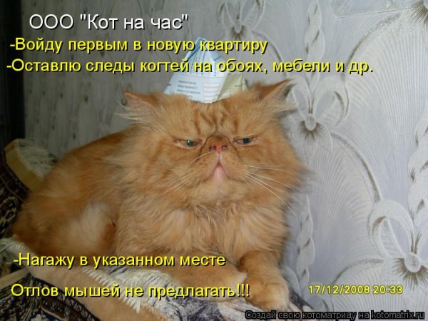 "Кот на час"
