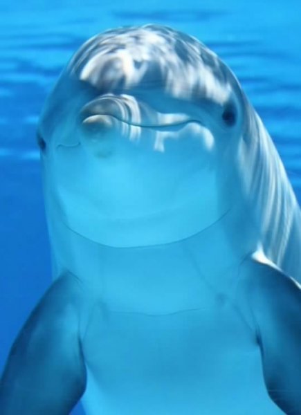 dolphin-