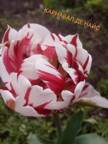 IMG 20220721 120047