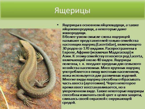 Ящерицы
