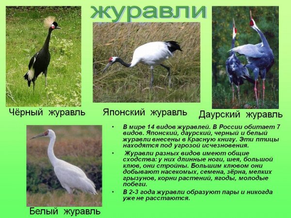 Журавли