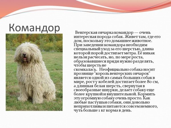 Командор