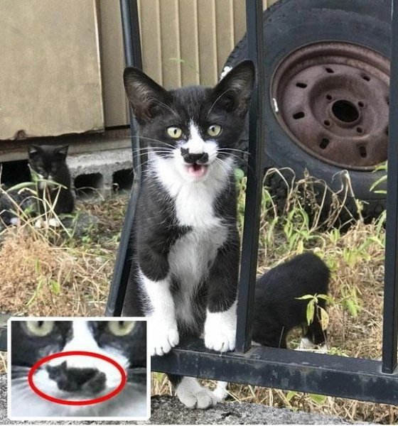 Котоус