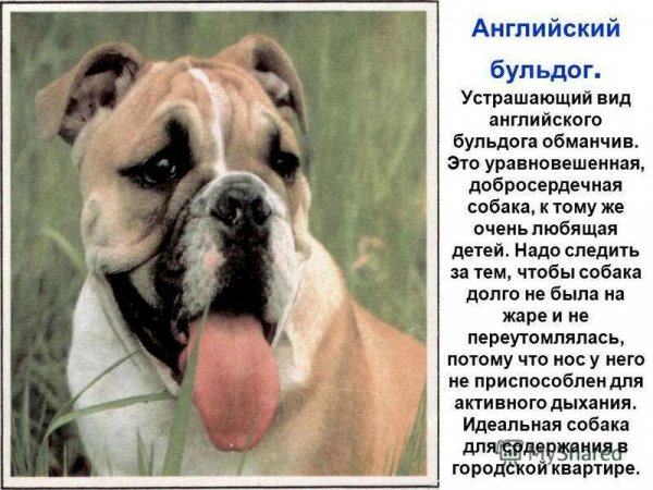 Английский бульдог
