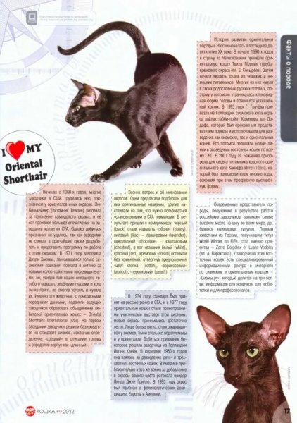 Ориентальная кошка
