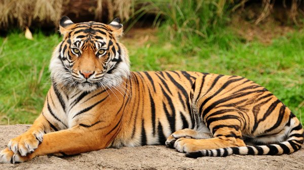 Tiger-wallpaper-1366x768