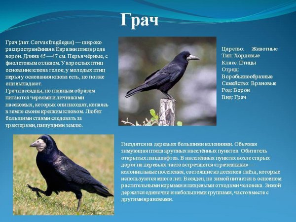 Грач