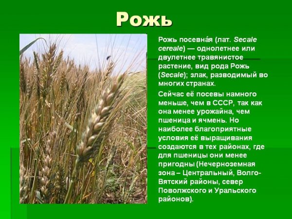 Рожь
