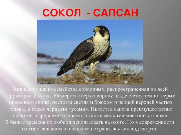 Сокол - сапсан