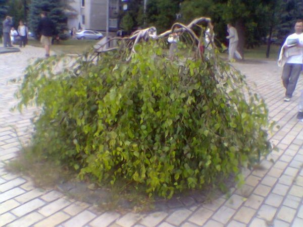B010