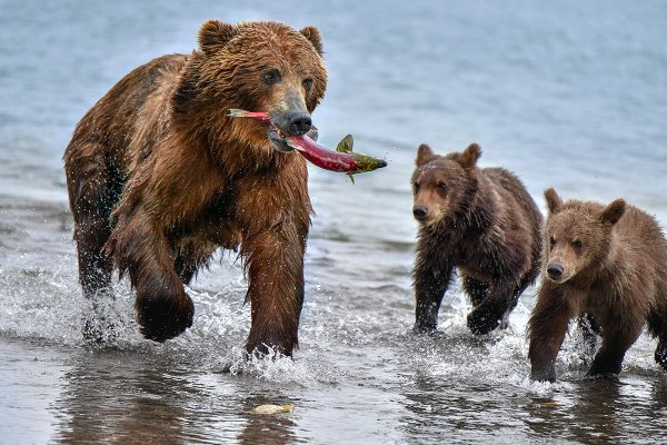 Обед будет!