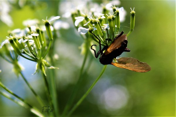 62b4673d379de IMG 6103